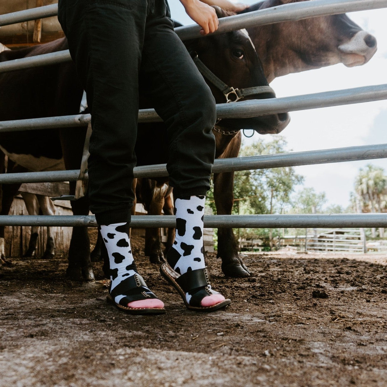 MOOOO!
