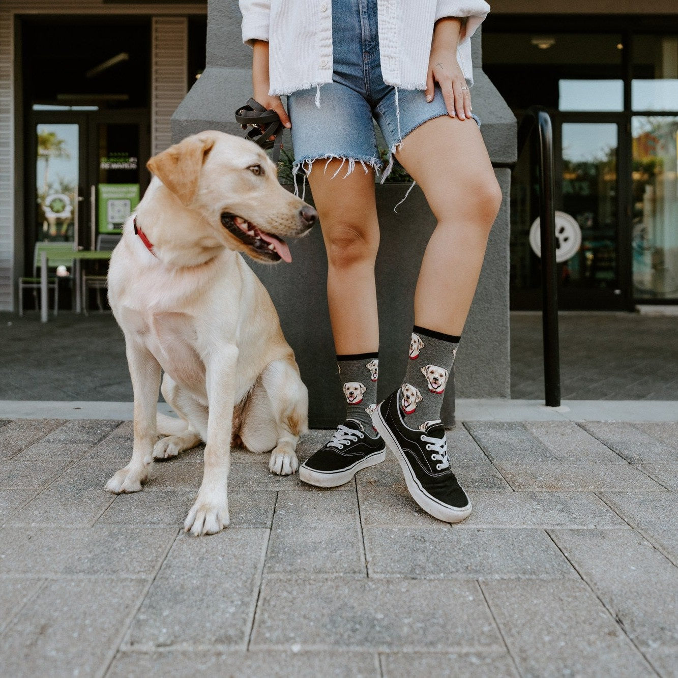 Labrador