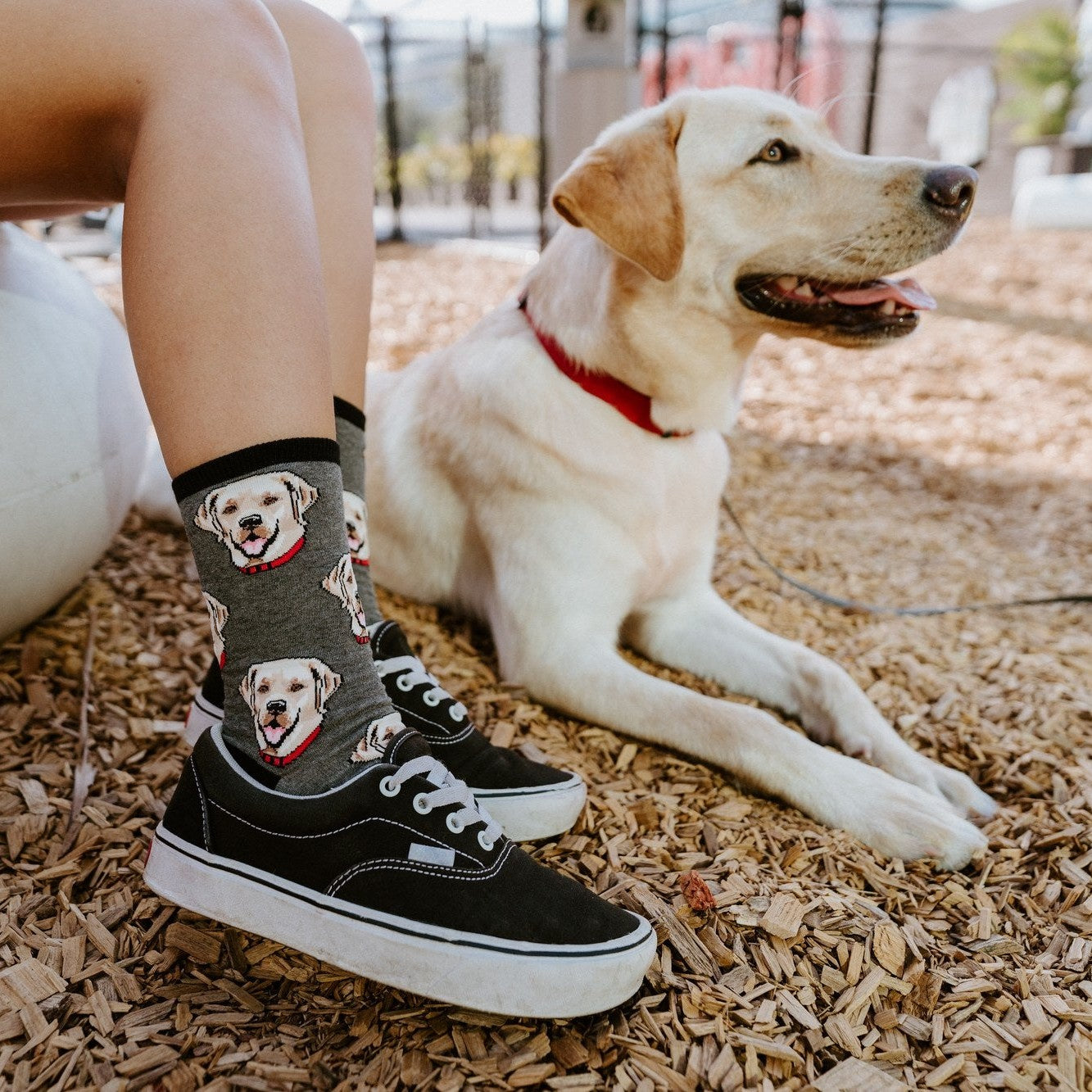 Labrador